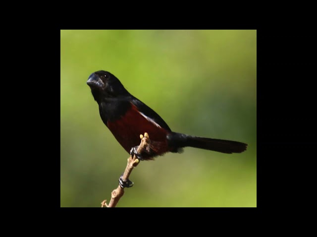 BullFinch