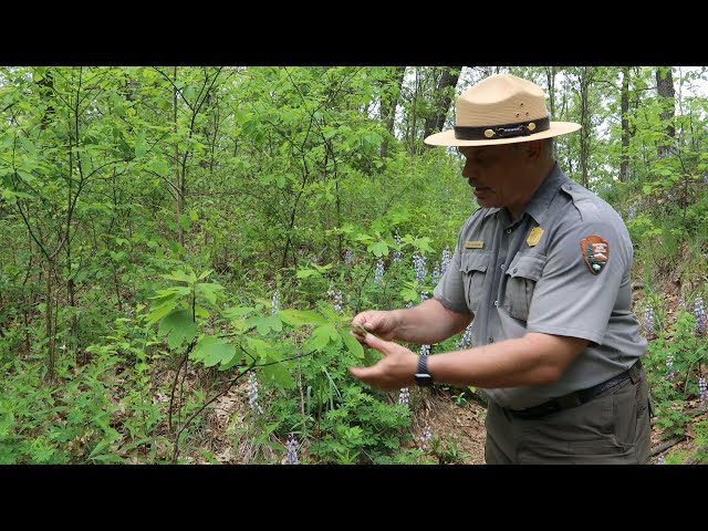 Virtual Ranger Hike at Tolleston Dunes with Ranger Rafi