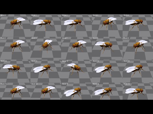 NeuroMechFly tutorial (6/7): GPU-accelerated simulation