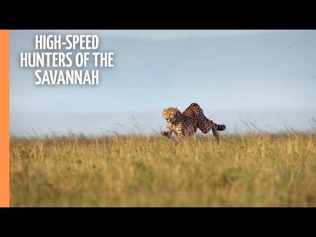 High-speed hunters of the Savannah | Full Documentary