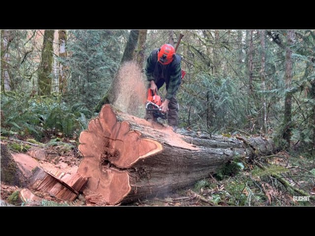 Echo 7310 Chainsaw, Pulls long bar on a Big tree