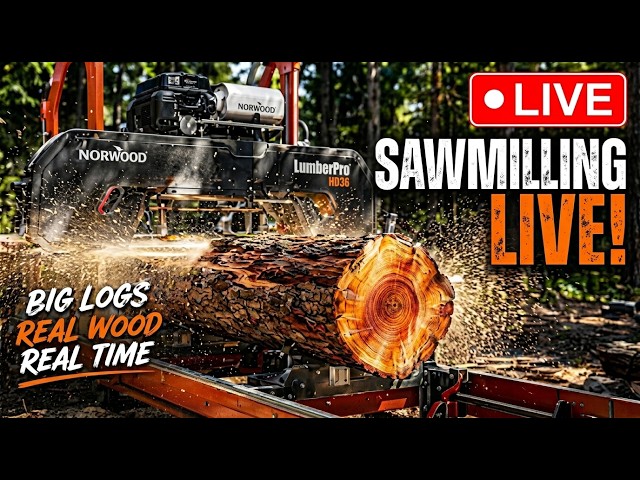 🔴 LIVE Massive Timber Processing