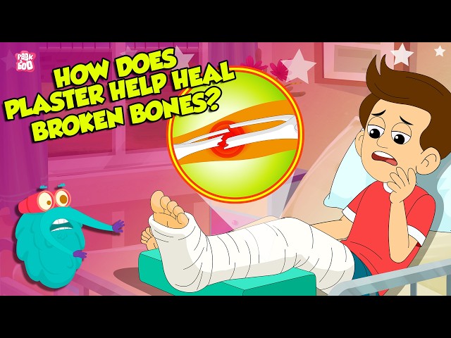 Broken Bone Healing Process | How Plaster Helps in Fracture? | Bone Fractures | Dr. Binocs Show