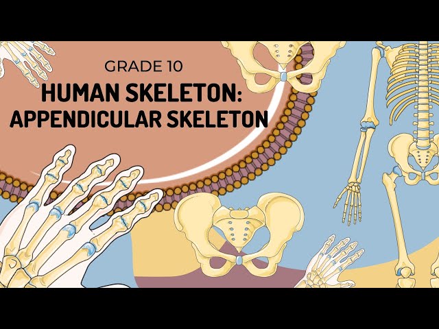 Human Skeleton | APPENDICULAR SKELETON