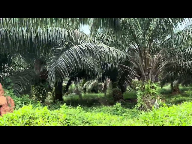 AgriTech Insights: Inside Congo's largest agricultural company, Plantations et Huileries du Congo