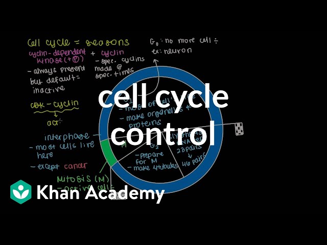 Cell cycle control | Cells | MCAT | Khan Academy