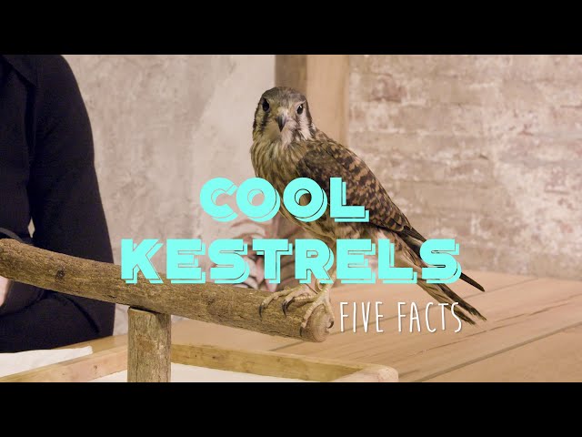 5 Facts About American Kestrels