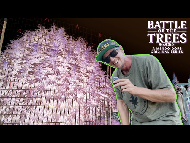 "THE BEST DANK" BATTLE OF THE TREES S2 EP. 11