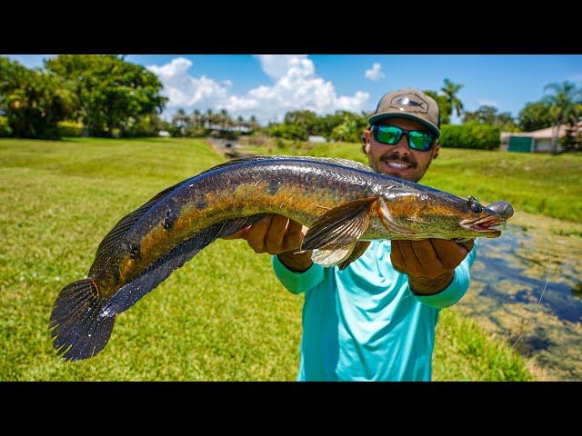 Florida’s MOST INVASIVE FISH (Bullseye snake head)