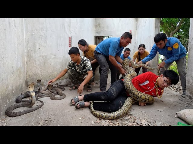 Girl Faints in Abandoned House After Seeing Giant Python & Cobra Nest  Shocking Rescue