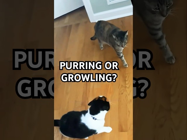 Understanding Feline Body Language The Standoff #CatsOfYouTube #CatLover #AngryCat #CatDrama #Shorts