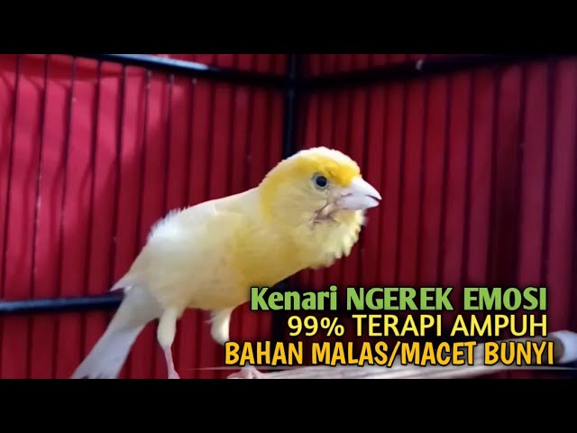 kenari gacor panjang Cuit Cuit EMOSI, Pancingan Kenari Paud Belajar Bunyi, terapi AMPUH Kenari MACET