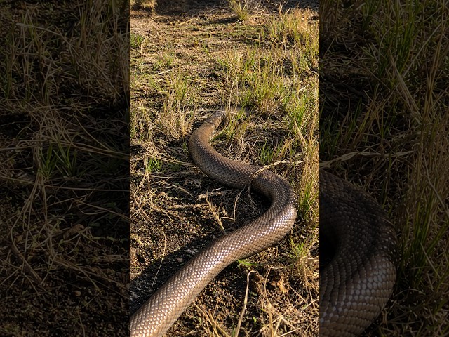 Big Snake on The Road