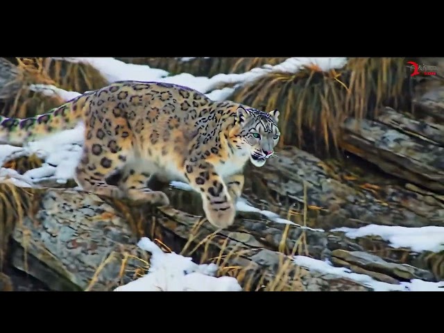 Free Green Screen Footage | Snow Leopard in Wild | Endangered Wildlife Background Video