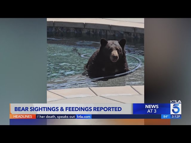 Summer bear sightings in SoCal
