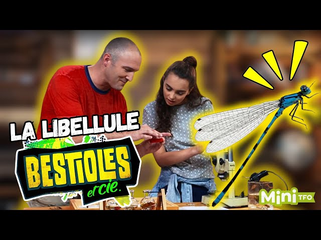 Bestioles et cie | La libellule | Sur TFO