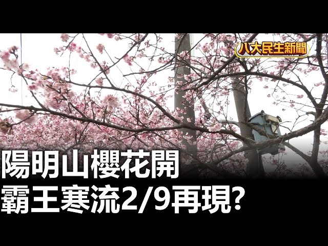 陽明山櫻花開 霸王寒流2/9再現? |【民生八方事】| 2026013004 #八大民生新聞