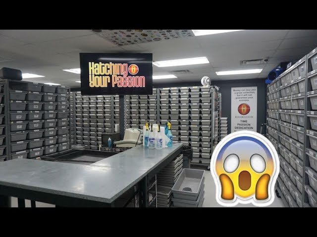 Mutation Creation Ball Python Facility Tour !!!
