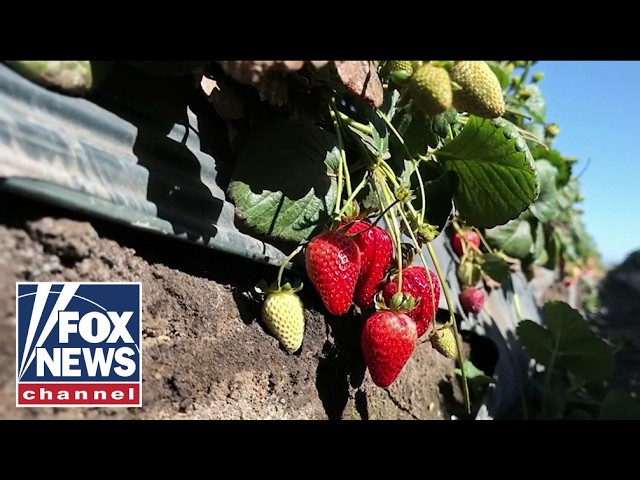 FARMING REVOLUTION: Propane-powered tech steams soil