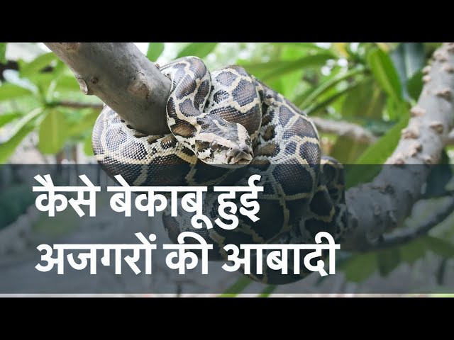 Pythons everywhere, what went wrong in Florida | Pin N Post |