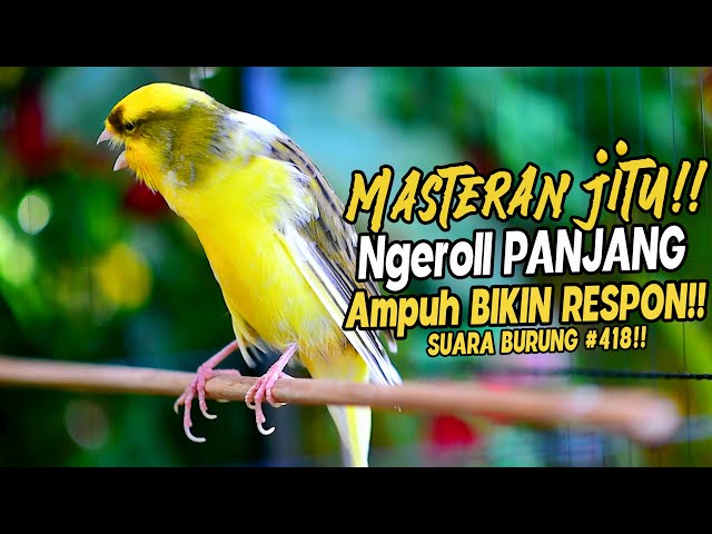 SUARA BURUNG |418| Kenari GACOR PANJANG INI Cocok untuk Masteran KENARI PAUD dan Kenari Macet BUNYI