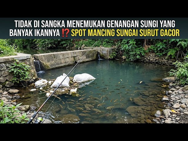 TIDAK DI SANGKA MENEMUKAN GENANGAN SUNGI YANG BANYAK IKANNYA ⁉️ SPOT MANCING SUNGAI SURUT GACOR