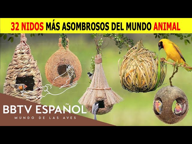 32 Most Amazing Nests in the Animal World | Wildlife Documentary | BBTV Spanish