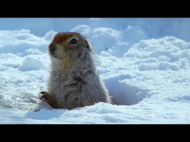 How an Arctic Squirrel Survives Winter | Wild Alaska | BBC Earth