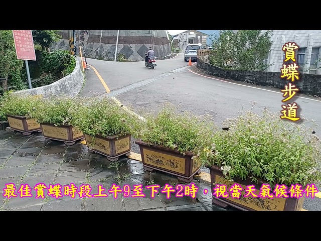 茂林國家風景區賞蝶最新蝶況113 10 27