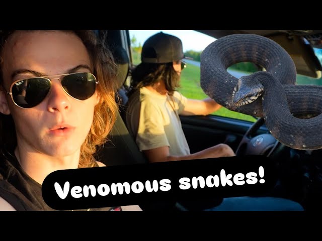 Catching venomous snakes in the Florida Everglades