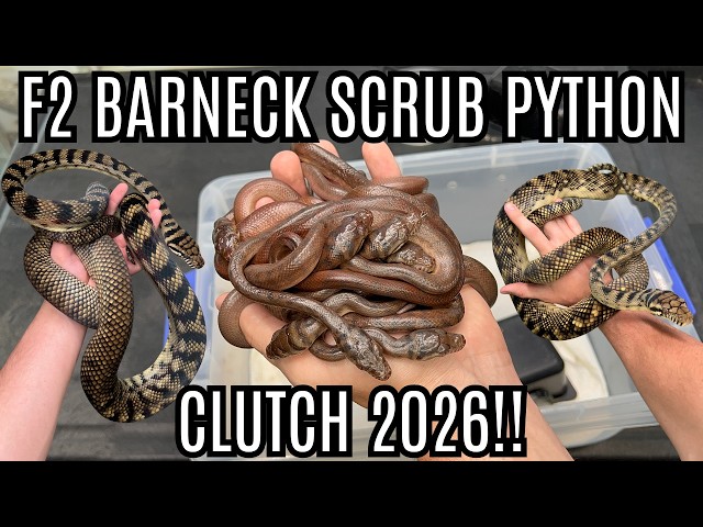 Barneck Scrub Python Clutch | Second Generation Captive Bred!