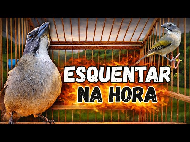 ESQUENTAR TRINCA FERRO FRIO TRINCA FERRO NO MATO FAZ CANTAR SEU TRINCA FERRO MELHOR ESQUENTAR TRINCA