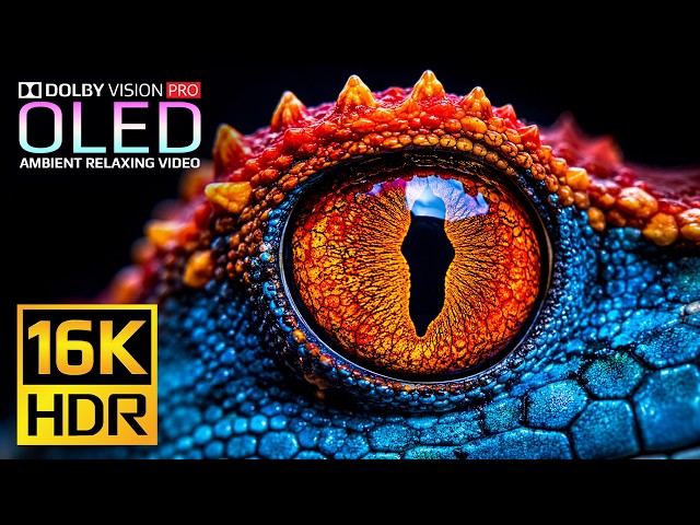 Animals & Nature Video for Display Test - Dolby Vision 16K HDR 240fps | 4K Video • 8K Ultra HD TV