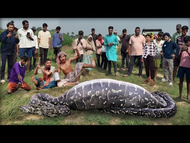 Anaconda Snake Attack Boys In Forest | An Anaconda Snake Attack Brief Story 21