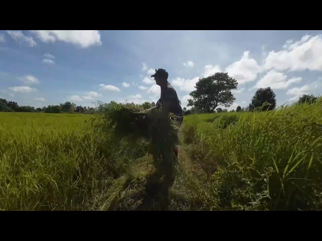 Thailand 🇹🇭 Feed for the cattle - IRL [DE/ENG] 🇹🇭 Ich l(i)ebe Thailand | !tts !stando