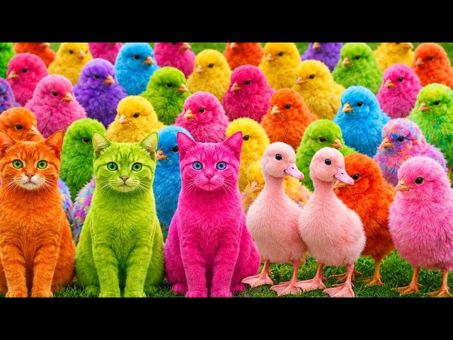 Atrapando pollos divertidos, pollos coloridos, pollo arcoíris, conejitos lindos, patitos lindos, ...