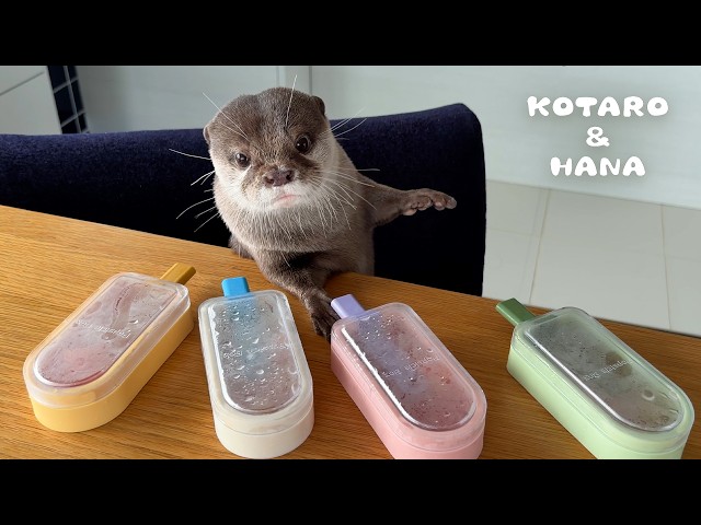 Otter Struggles to Eat Ice Pops