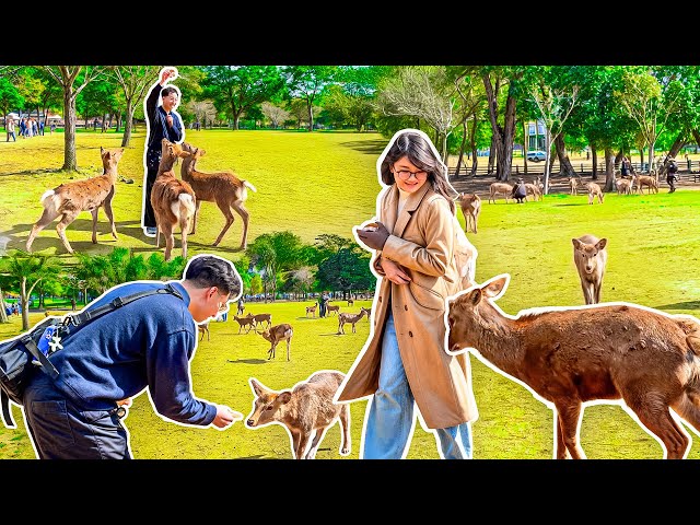 we were ATTACKED by DEERS in Japan!