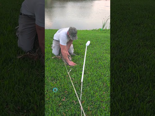 jumping on an alligator ! Florida