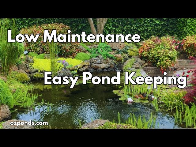 What is an ecosystem pond? How do you Build one?