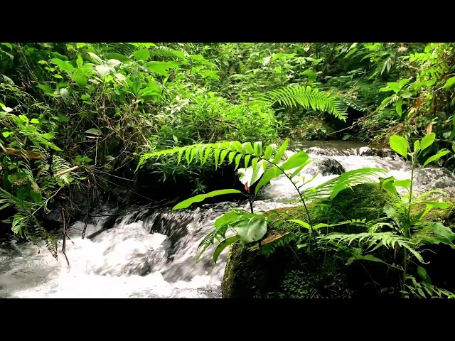 Calm River Sounds for Relaxation under the Trees – Relax Instantly – Feel Inner Peace