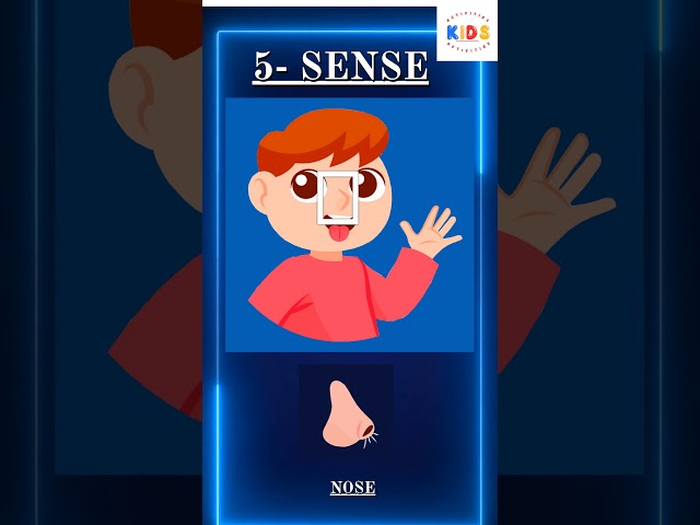 The Five Senses For Kids | Fun & Educational Learning Video 👀👂👃👅✋