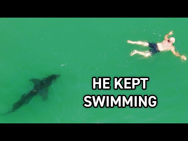 Great White Shark Passes Within Feet of This Swimmer