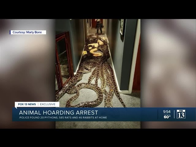 Utah man arrested for possessing 20 Burmese pythons