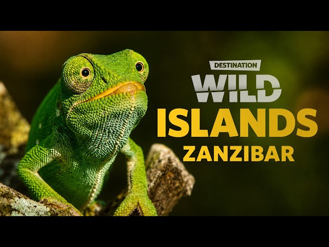Wild Islands: Zanzibar - The World’s Most Exotic Island Chain | Free Documentary Nature