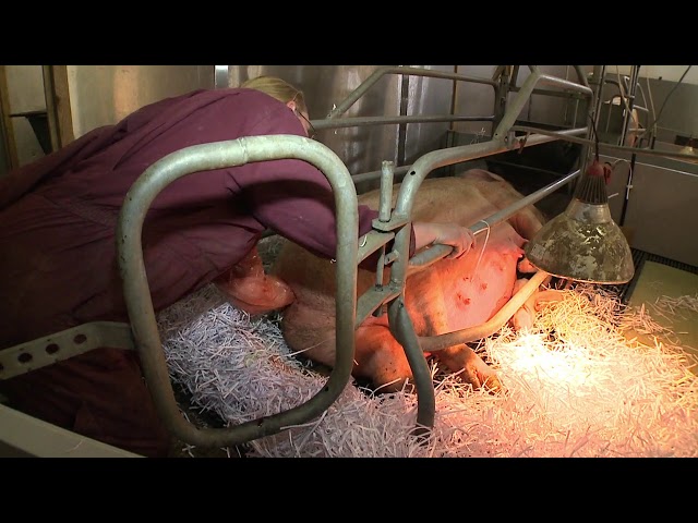 Assisted farrowing – indoor breeding