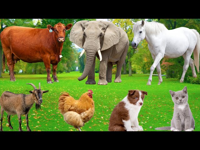 Animales de granja adorables: oveja, cabra, vaca, pollo, conejo, cerdo, pato, búfalo, perro, loro...
