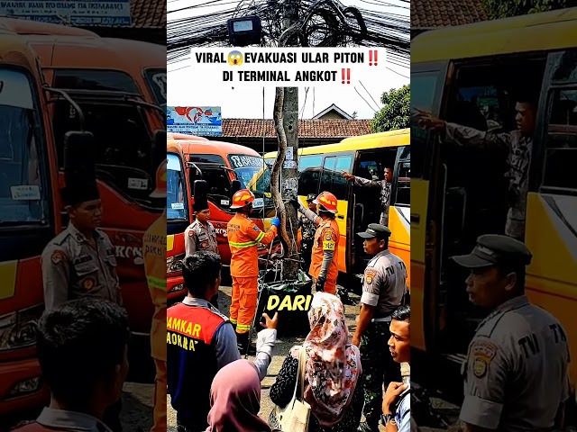 Viral! Python Evacuation at Public Transportation Terminal‼️#shorts #shoct #fypviral