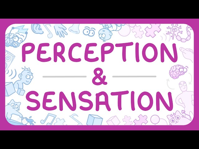 Psychology - Perception & Sensation