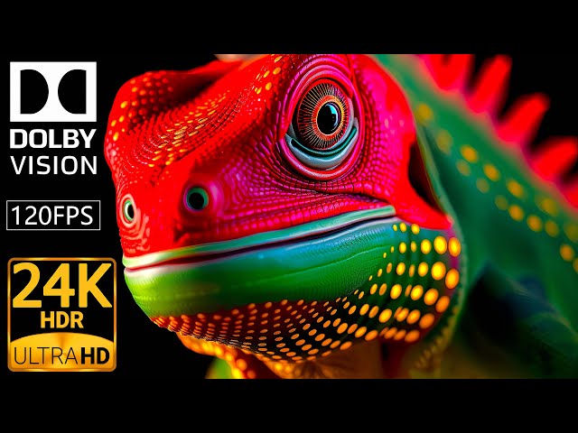 24K HDR 120FPS: ANIMAL in the WILD (Dolby Vision)